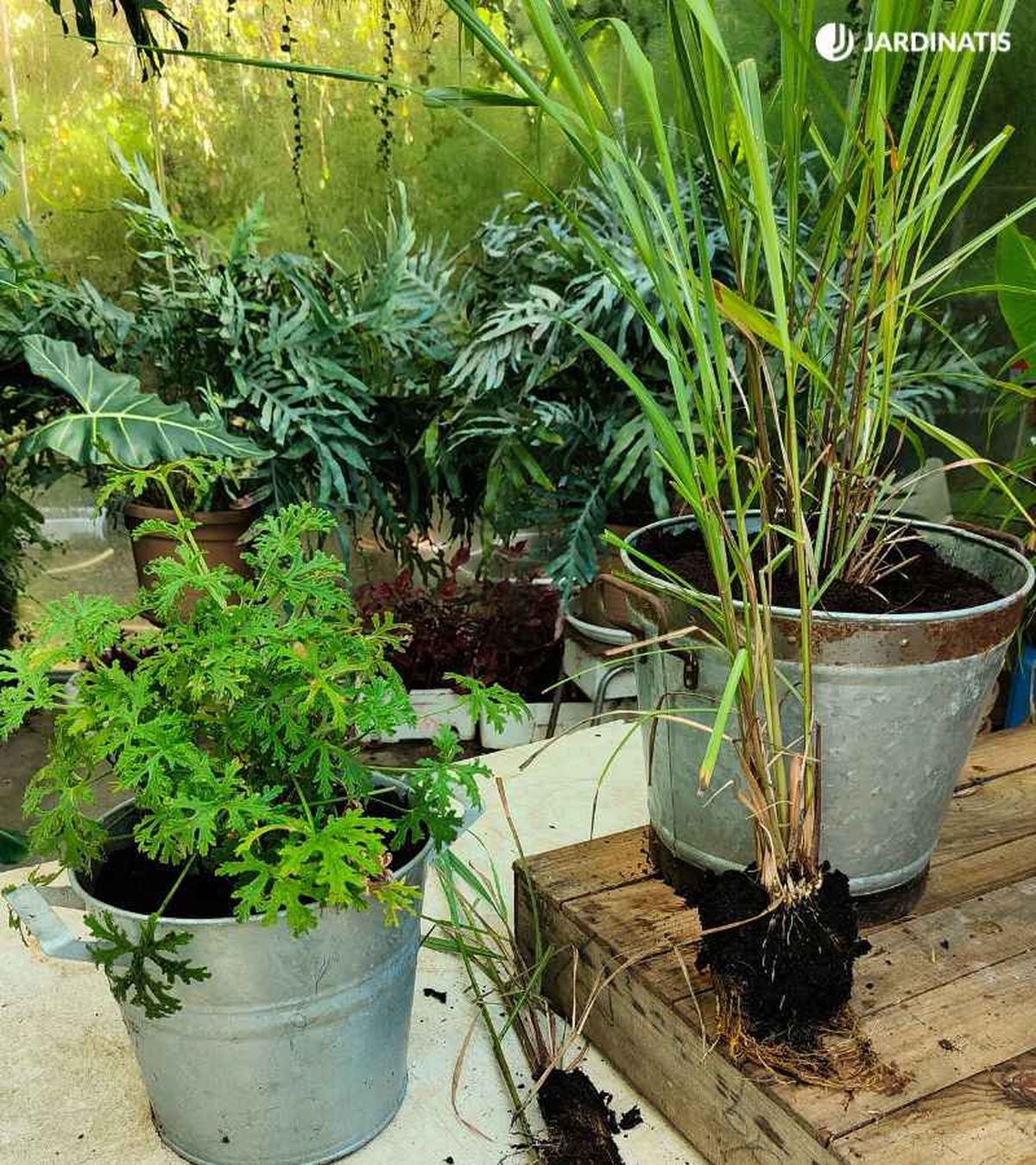 De izq. a drcha.: geranio limón y citronela