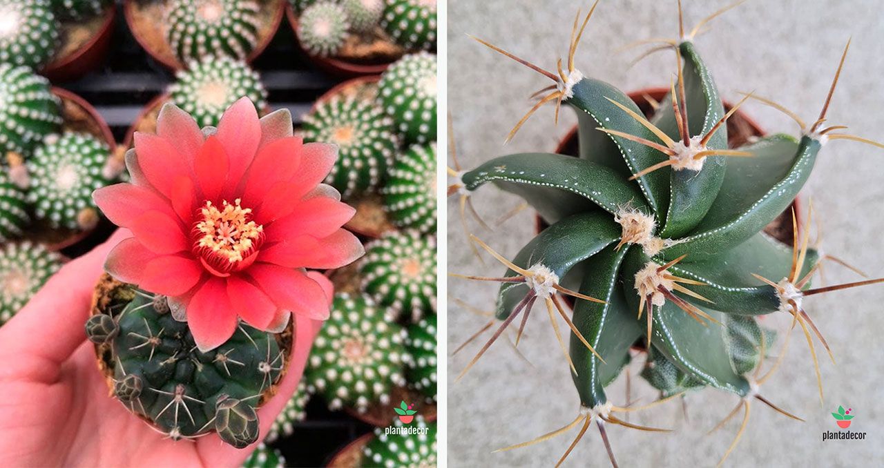 Cactus gymnocalycium baldianum y cactus astrophytum ornatum