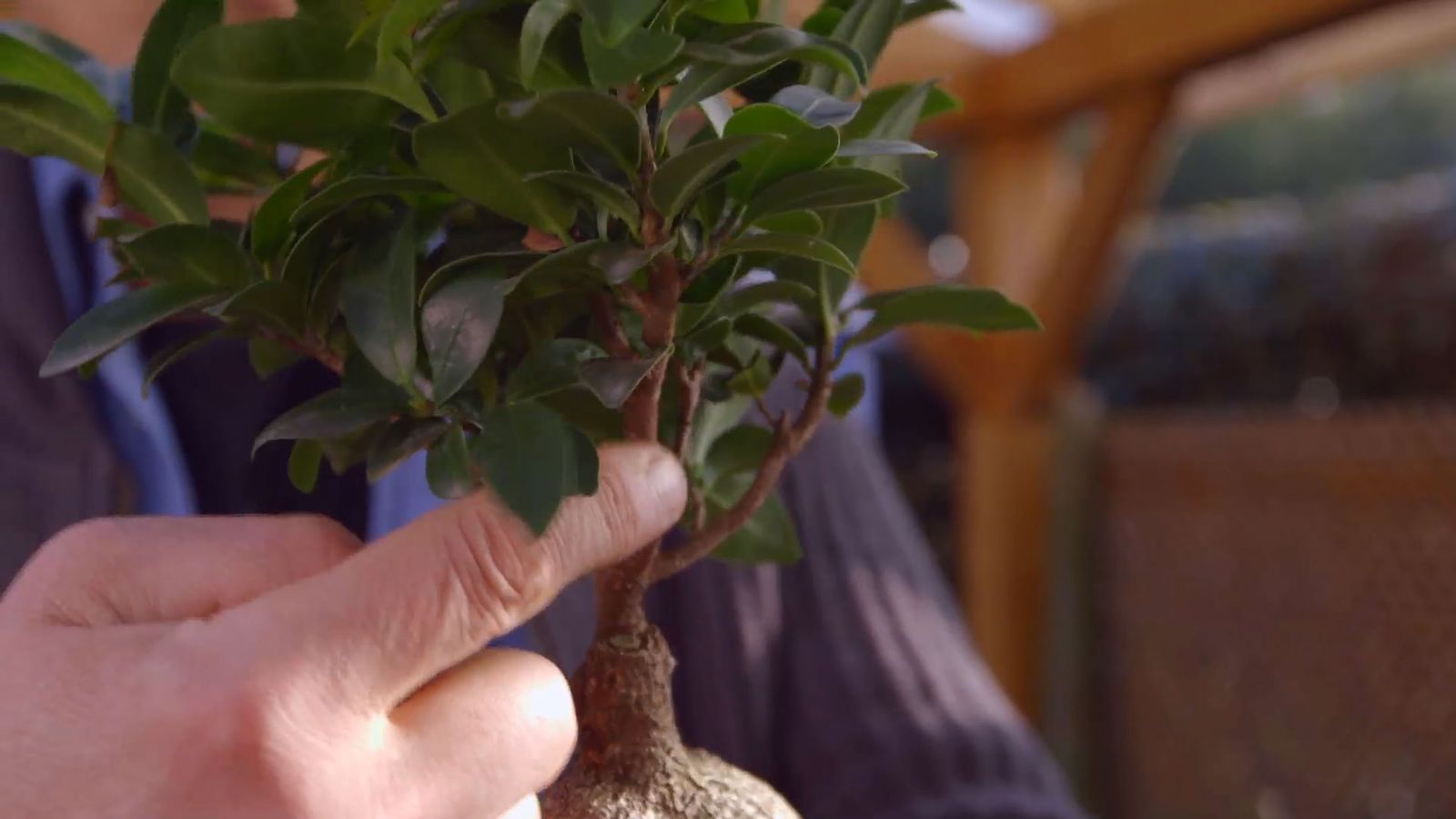 brico 0897 jardineria como crear micro paisaje ficus ginseng