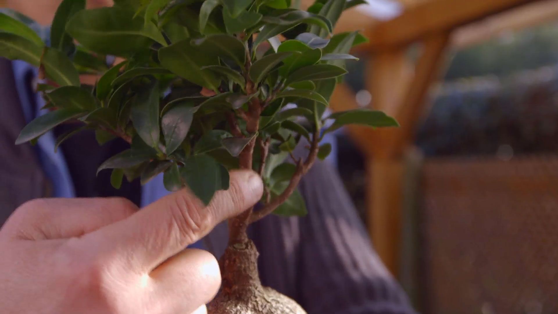 brico 0897 jardineria como crear micro paisaje ficus ginseng