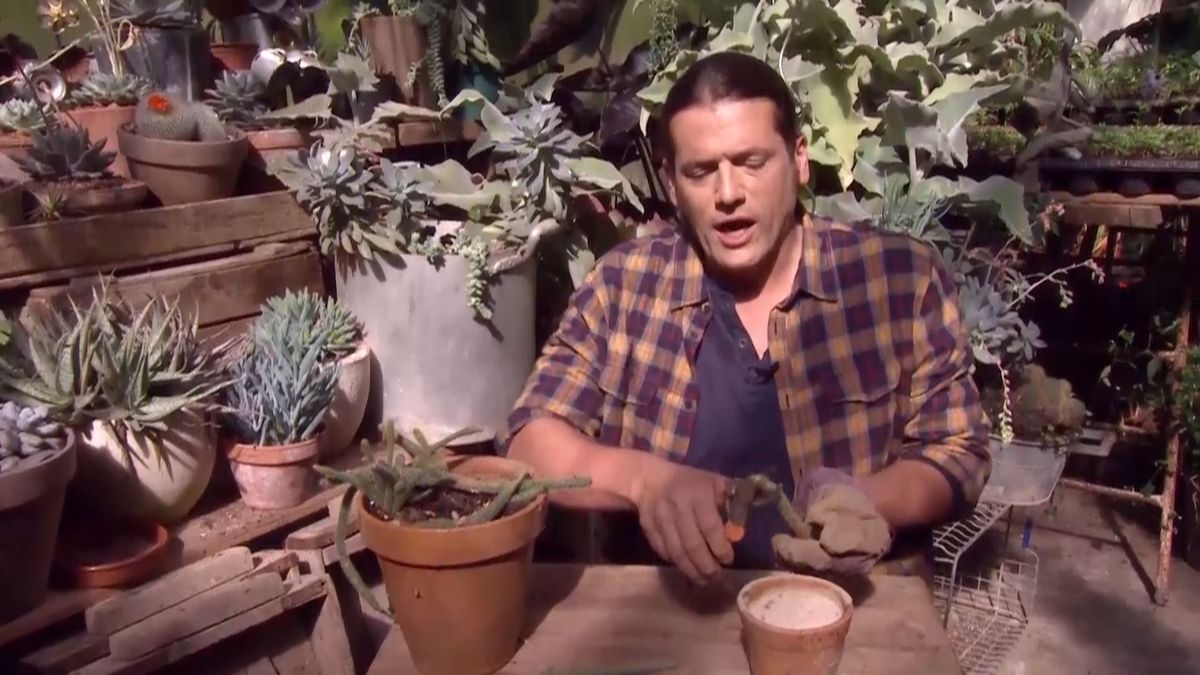 deco 692 cuidados aporocactus esqueje