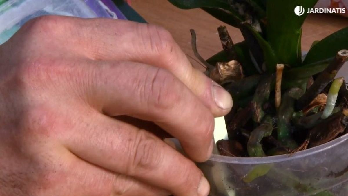 Abono en formato de clavos