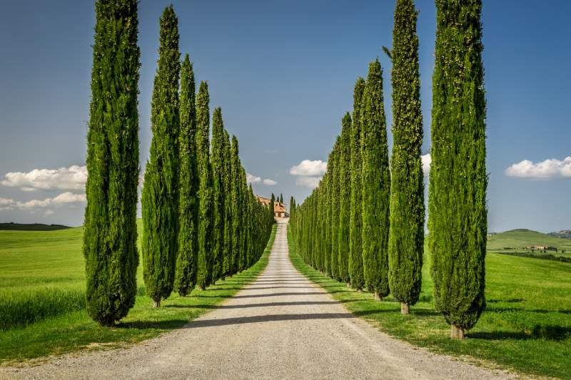 Cupressus sempervirens.