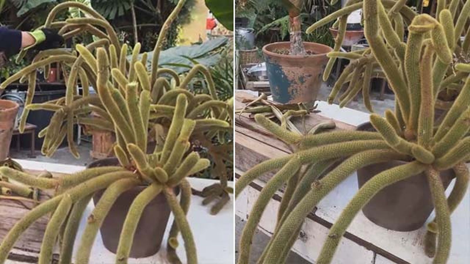 cleistocactus winteri cactus de exterior o interior