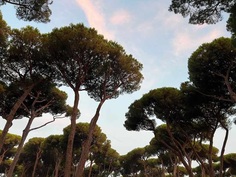 Pinus halepensis.