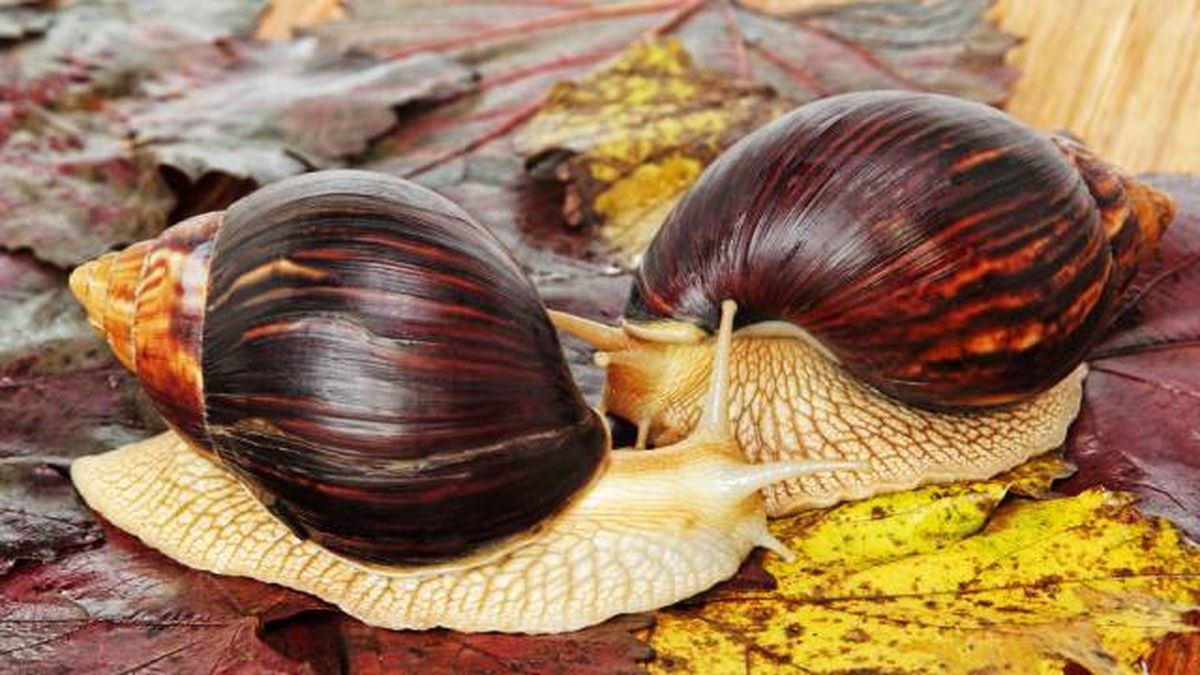 caracoles gigantes africanos especies