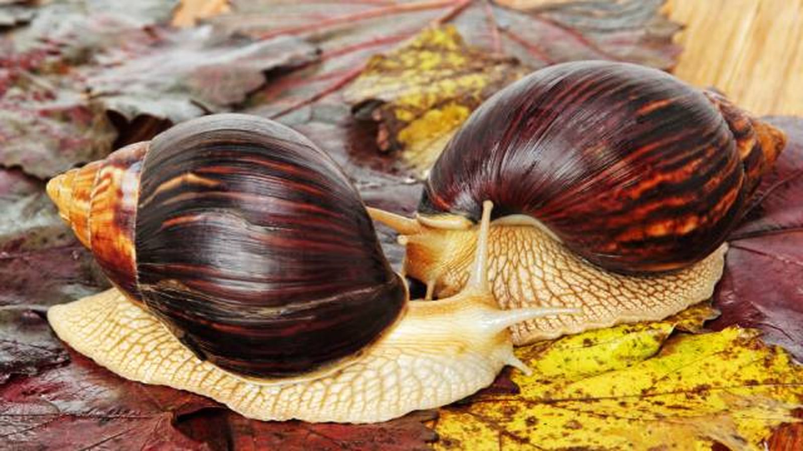 caracoles gigantes africanos especies