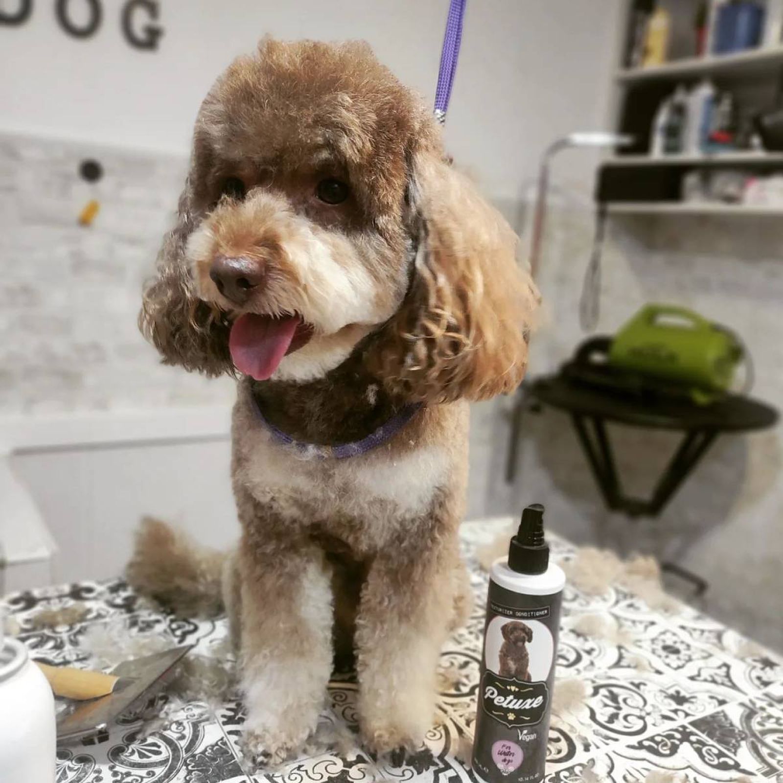 mejores peluquerias caninas para perros en Madrid RockDog
