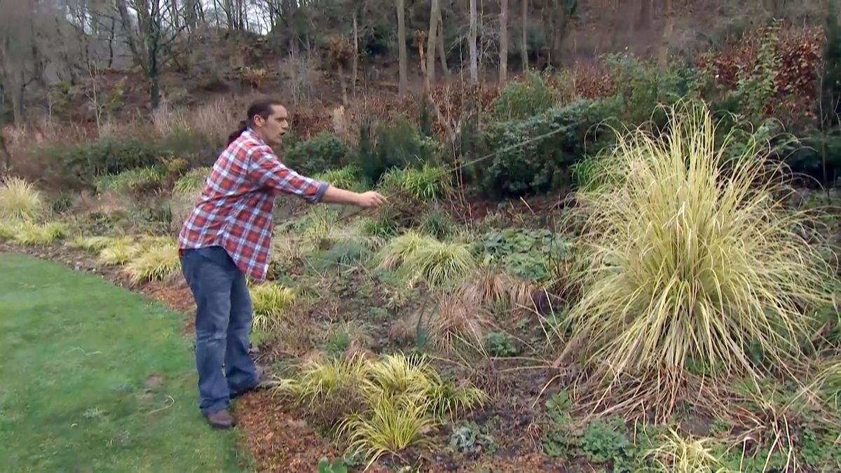 deco 684 hierba pampa caracteristicas