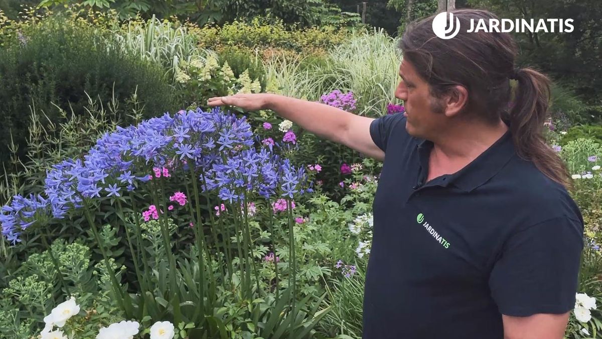 agapanthus variedades caracteristicas reproduccion jardinatis xl