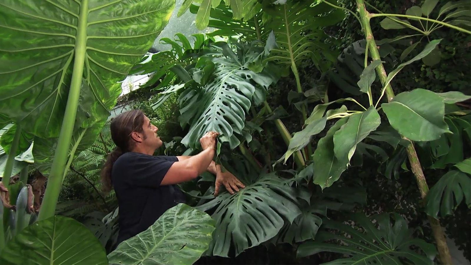 deco 781 jardin costilla de adan monstera deliciosa caracteristicas reproduccion xl