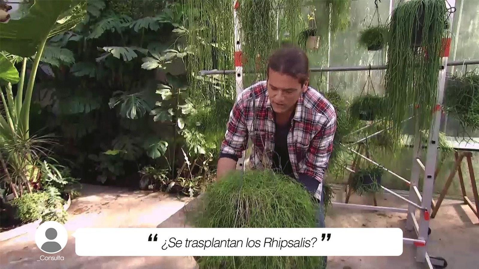 deco 691 trasplante rhipsalis yt