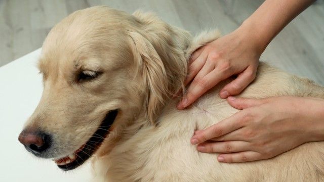 collares antiparasitarios para perros 6