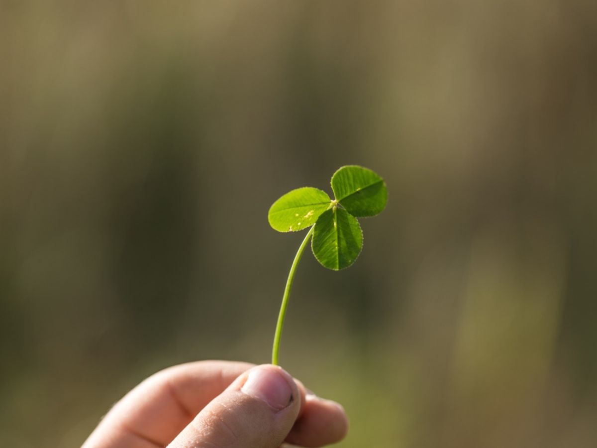 El trébol de tres hojas tiene una relación directa con San Patricio.