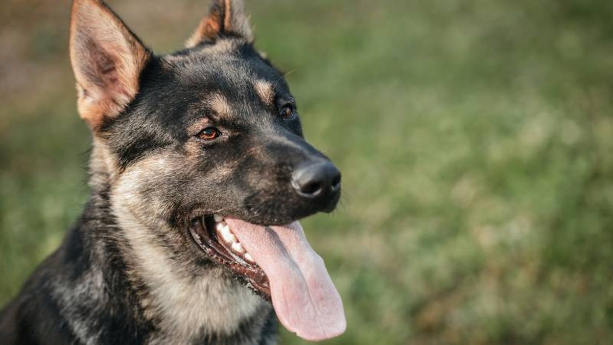 Dentro de los perros con una mayor fuerza de mordida se encuentra el Pastor Alemán (238 PSI)