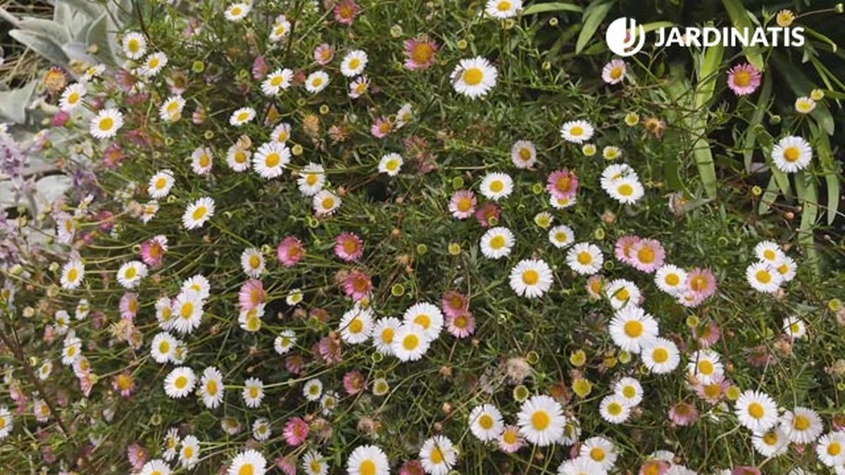 margarita erigeron karvinskianus planta flor para decorar jardin en gris blanco xl
