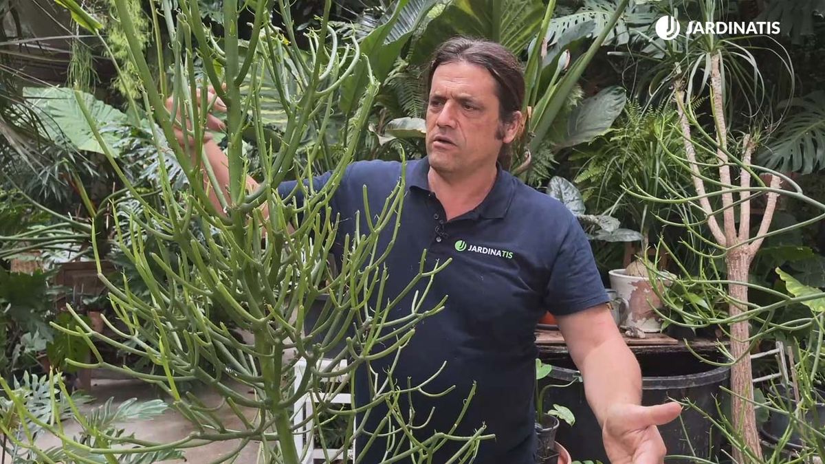 planta lapiz arbusto de los dedos euphorbia tirucalli jardinatis 20