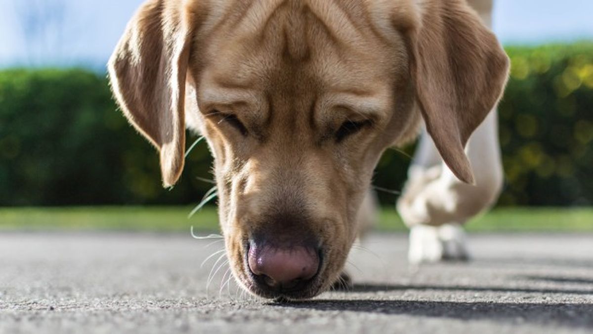 mi perro tiene la nariz seca 4