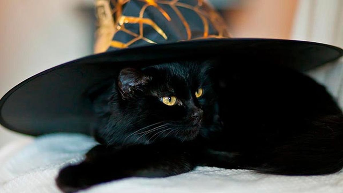 gatos negros simbolo halloween 1