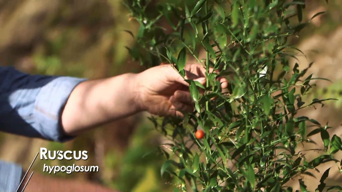 975 jardineria rusco hypoglosum