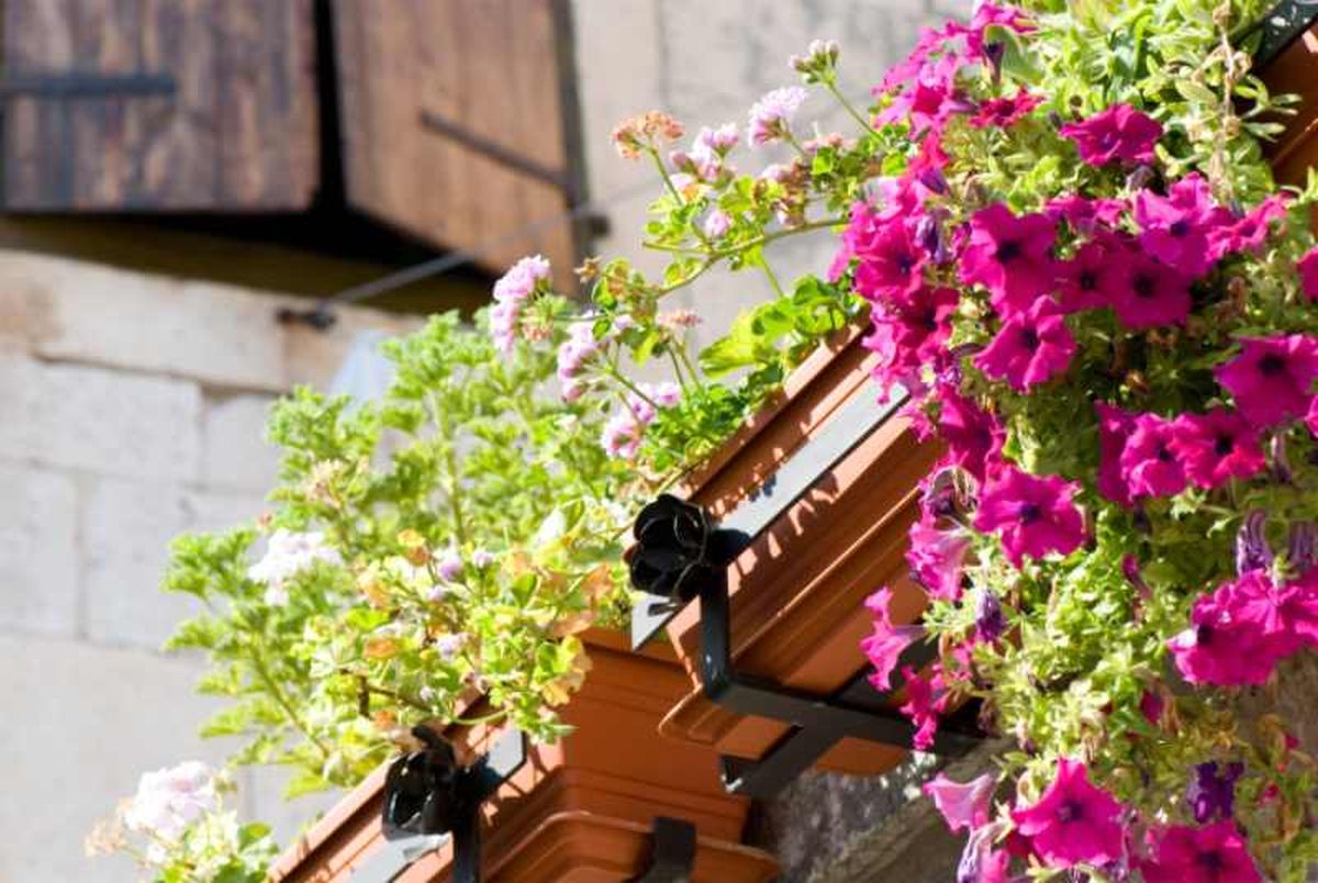 Gitanillas y surfinias