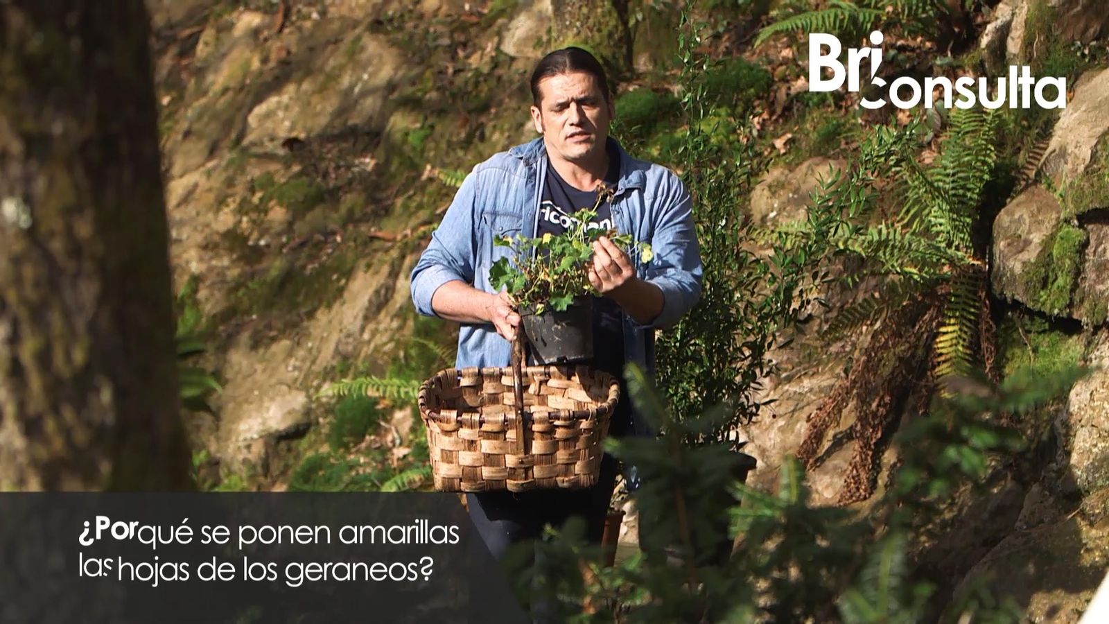 975 jardineria briconsulta hojas amarillas xl