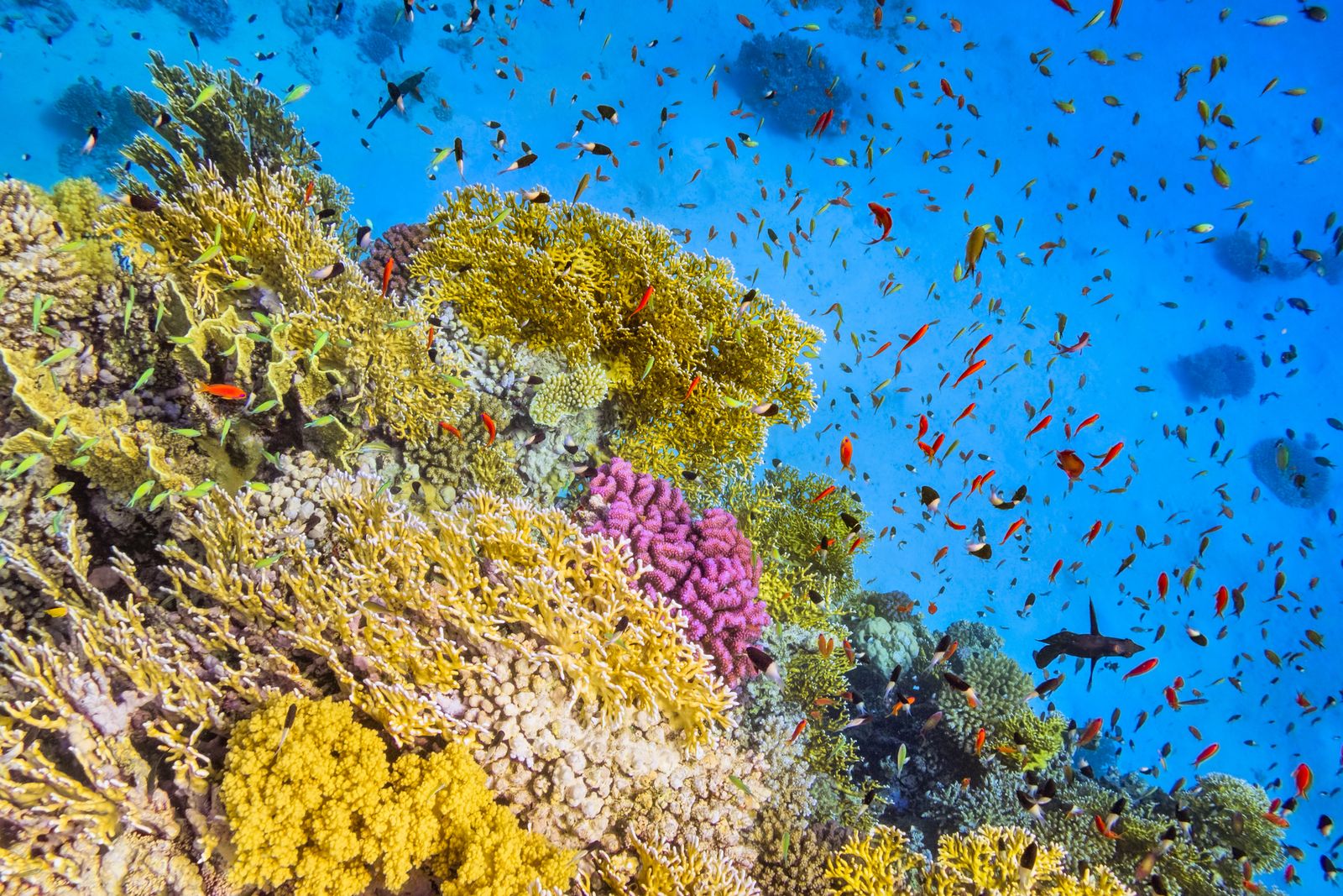 animales=de=mar