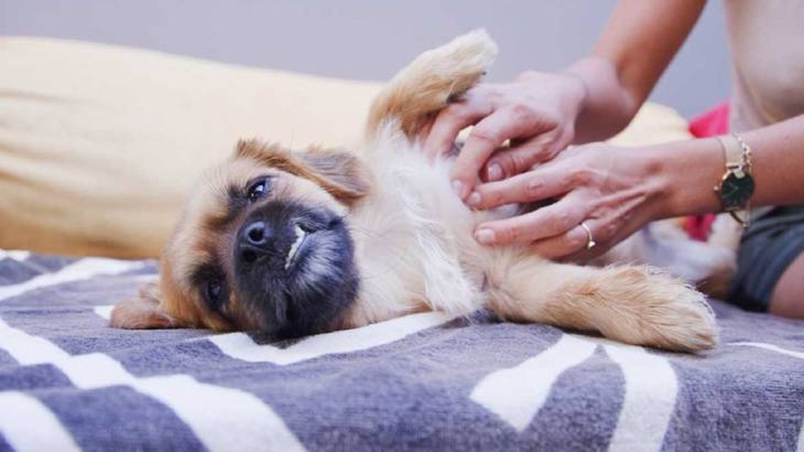acariciar a un perro 1  (1)
