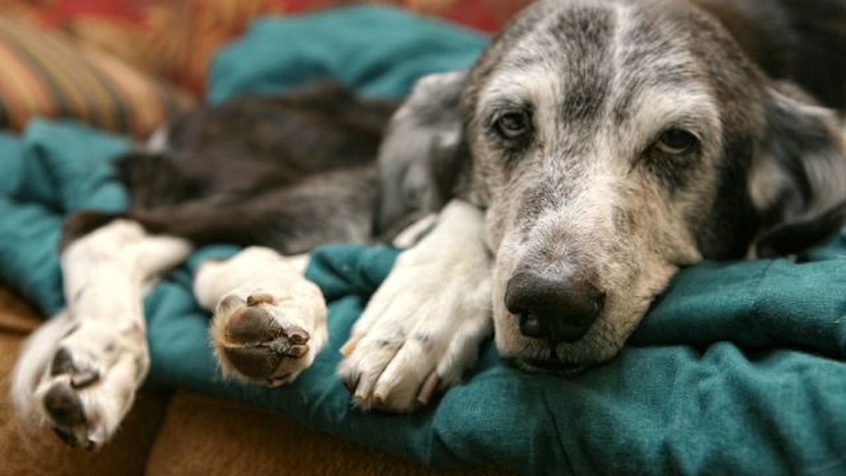 verrugas en perros 2