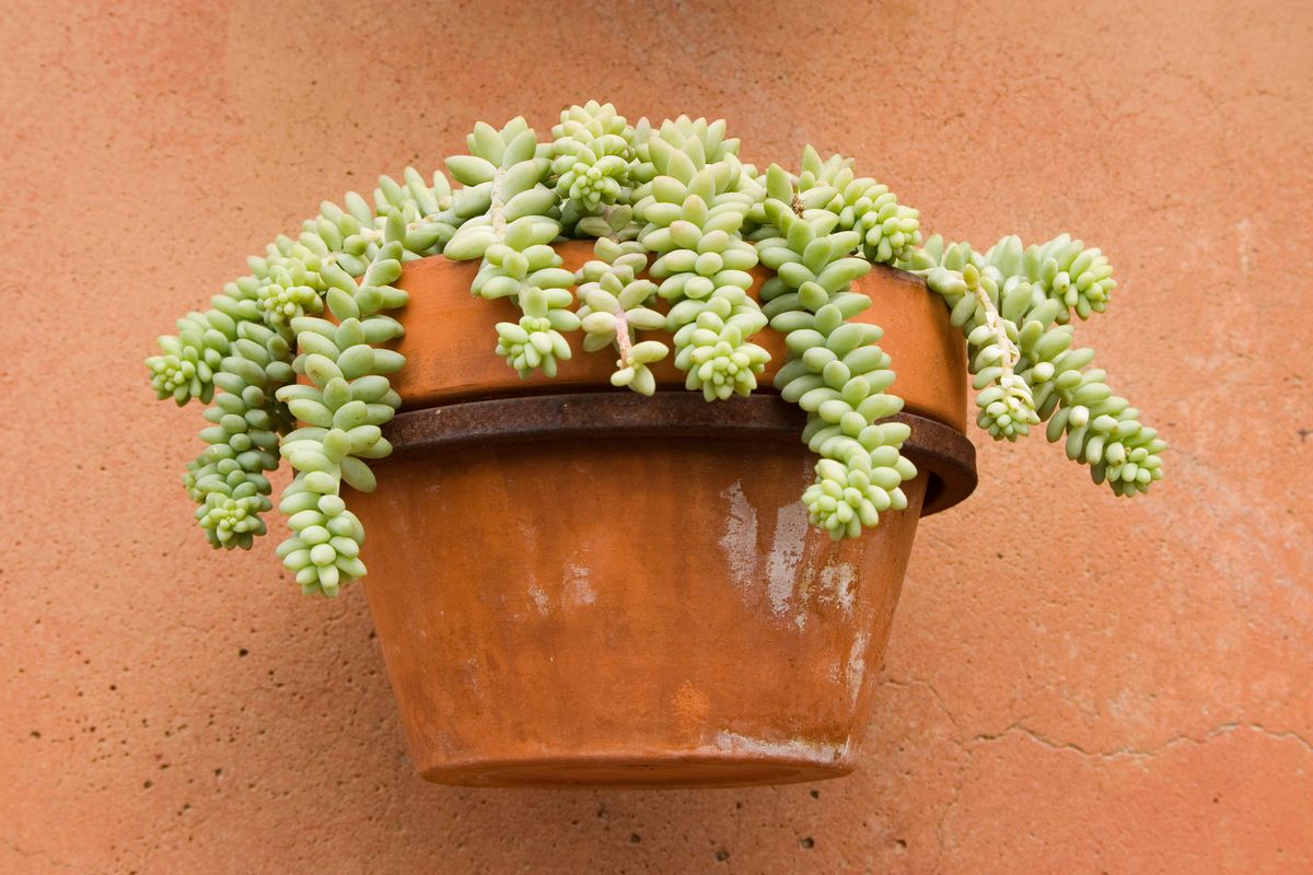 plantacion sedum cesto colgante xl