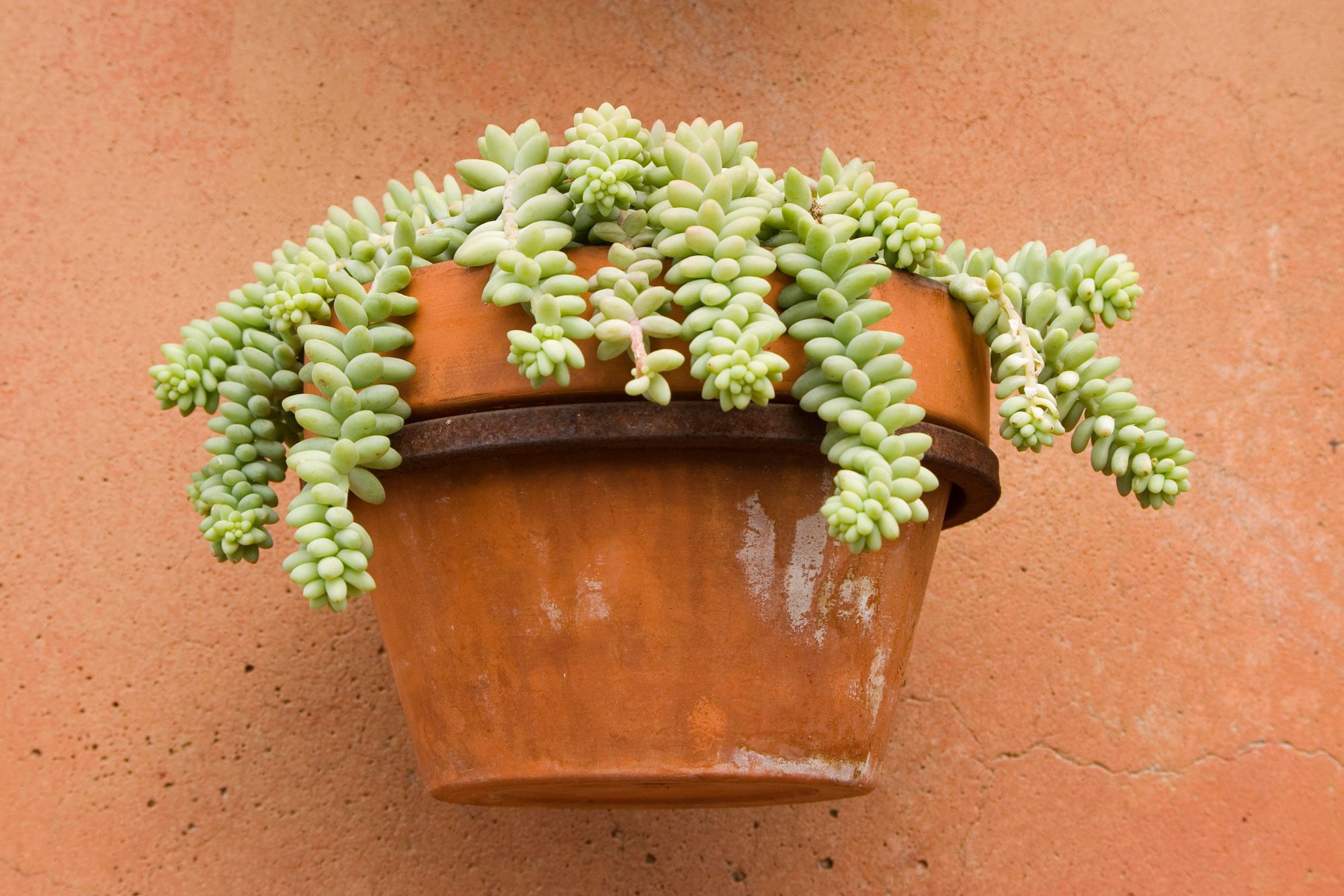plantacion sedum cesto colgante xl