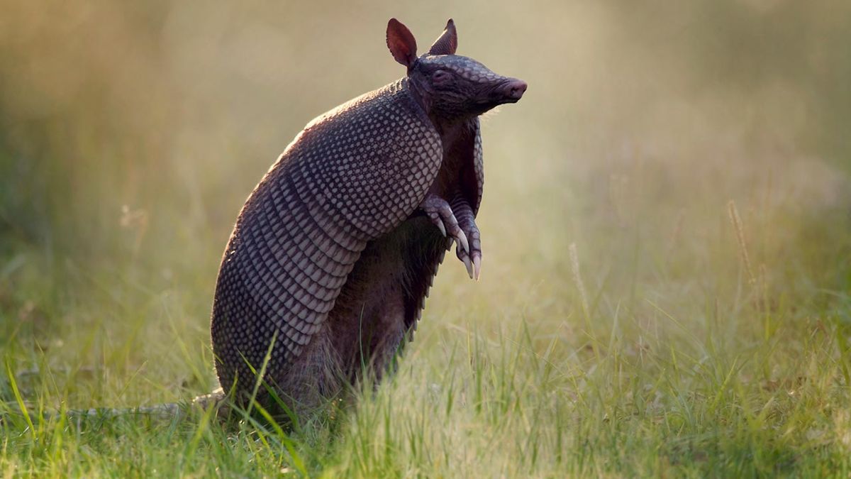 armadillo 5