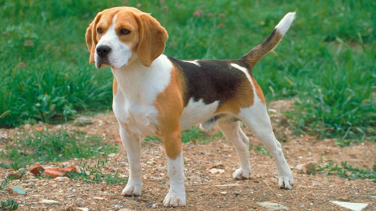 beagle portada