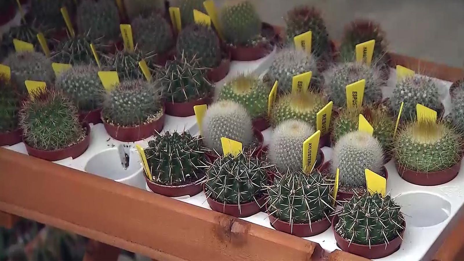deco 565 plantas en miniatura cactus diferentes