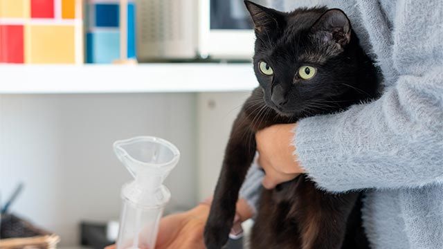 gato asmatico