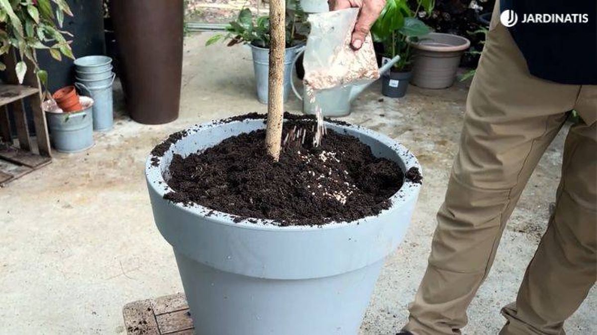 abono de liberacion lenta naranjo jardinatis