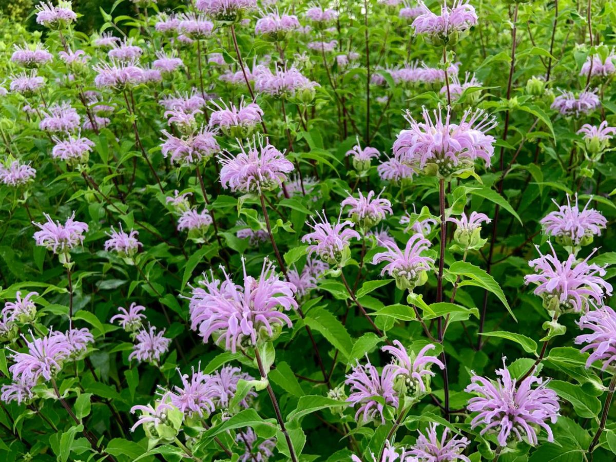 Bergamota silvestre.