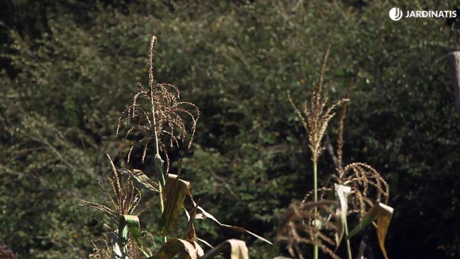 Espiga central del maíz con solo flores masculinas
