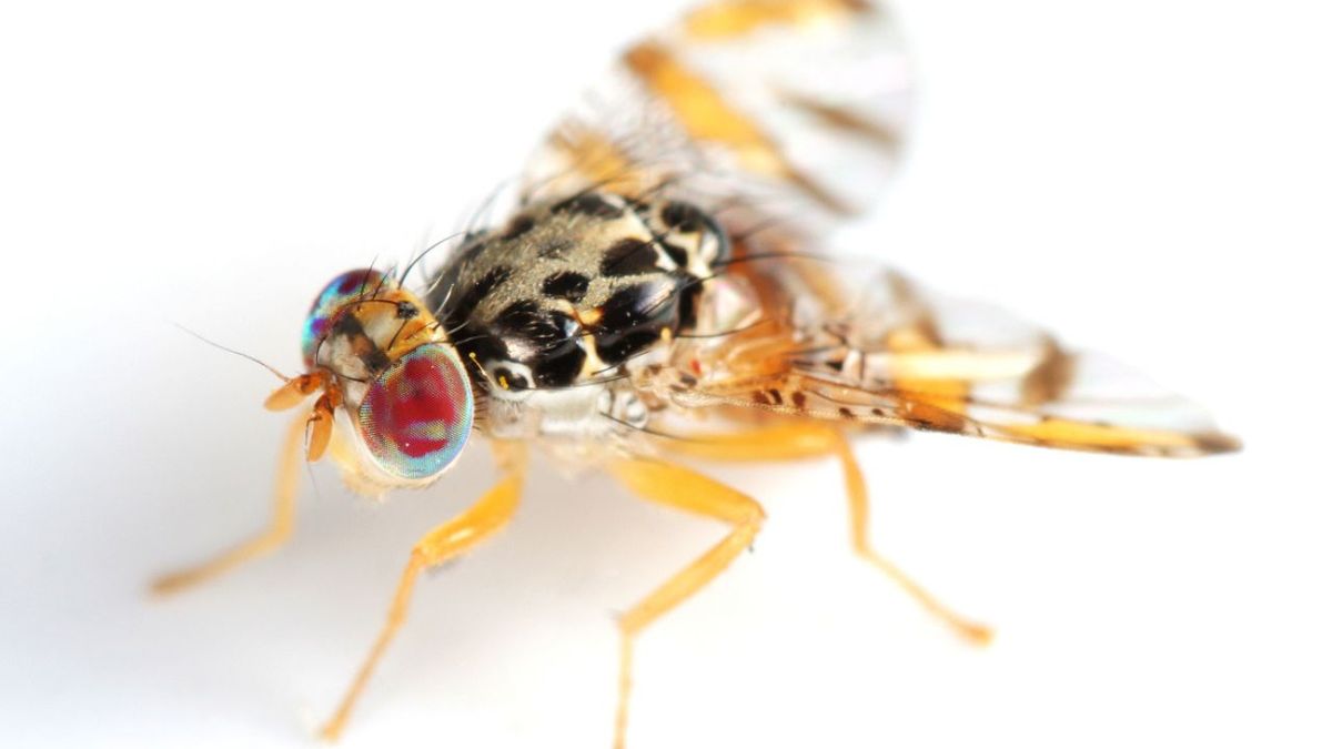 insecto mosca de la fruta ceratitis capitata