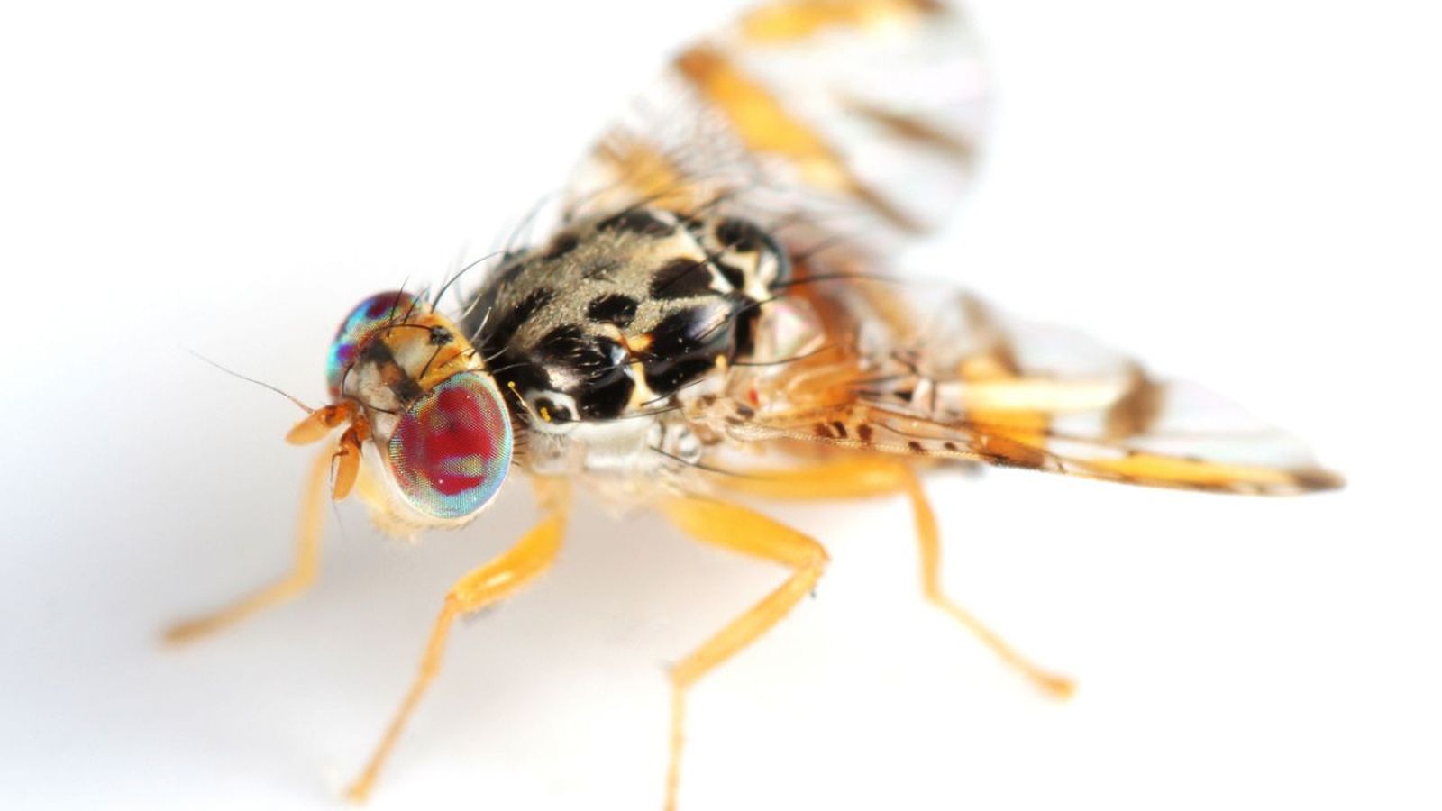 insecto mosca de la fruta ceratitis capitata