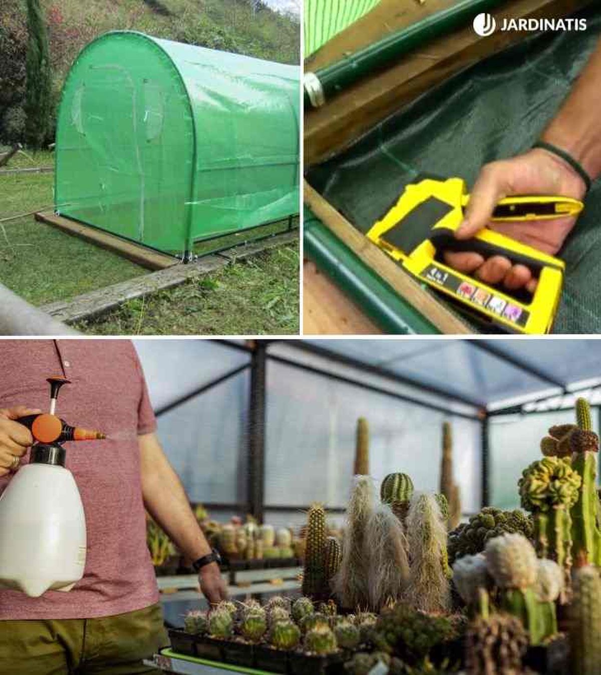 plantas para invernadero