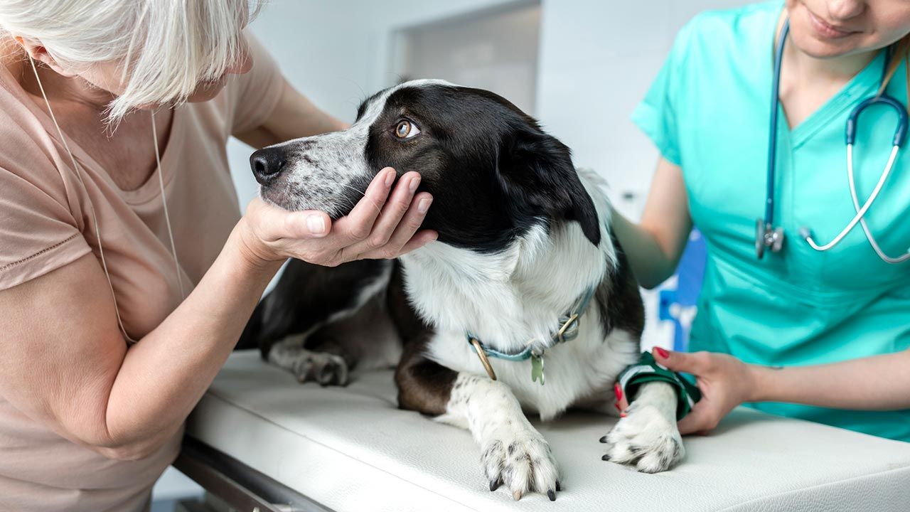 como llevar perro veterinario 1