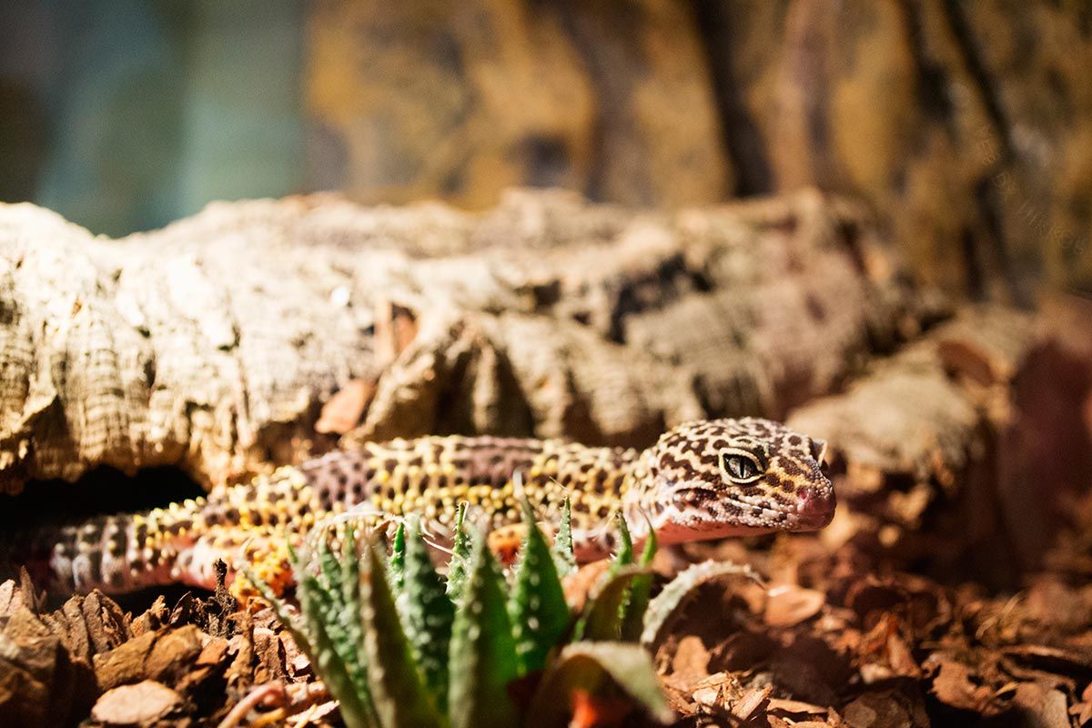 mascotas reptiles gecko leopardo3