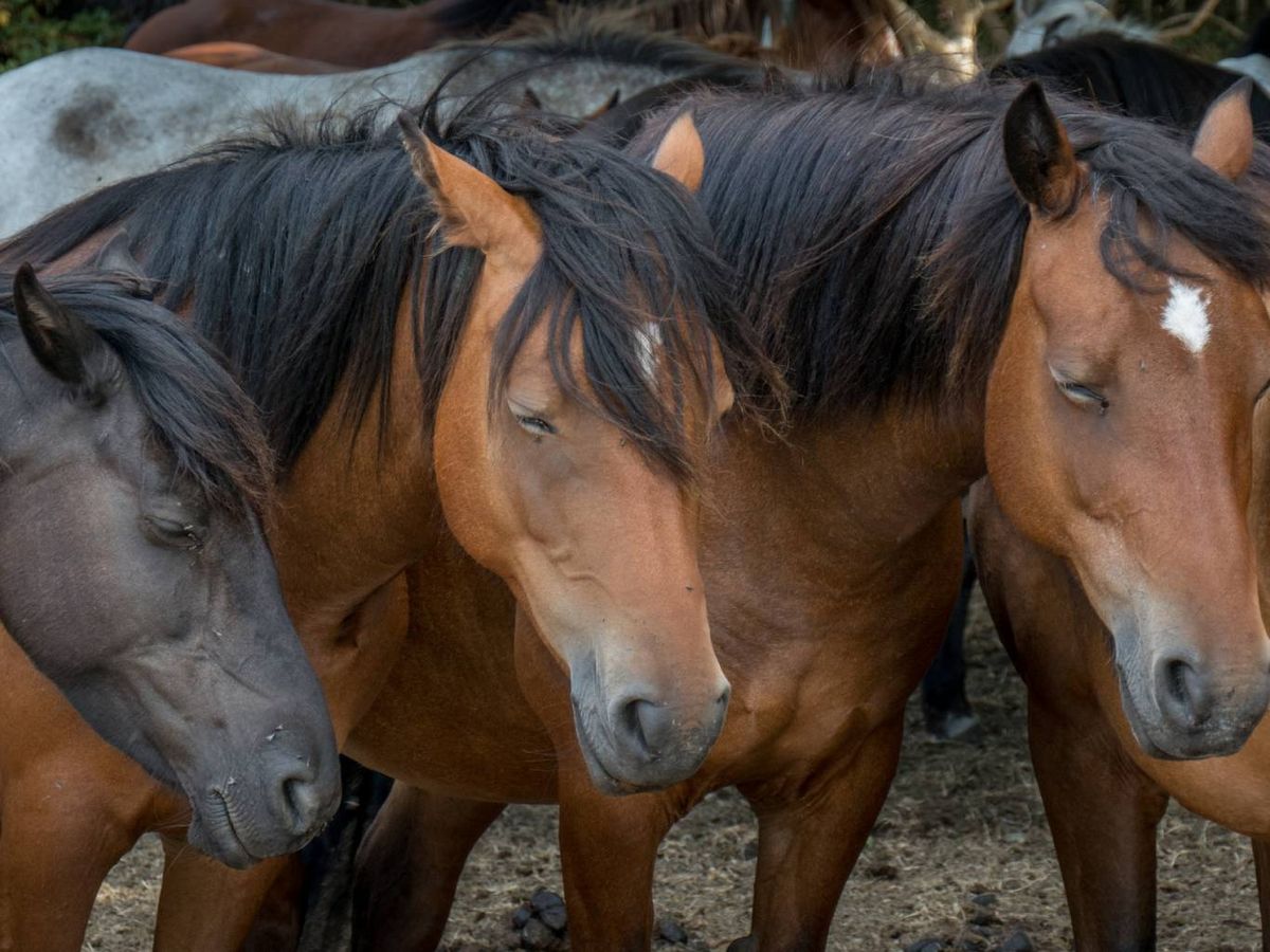 Los caballos tienen un sueño fragmentado (dividido en varios espacios cortos).