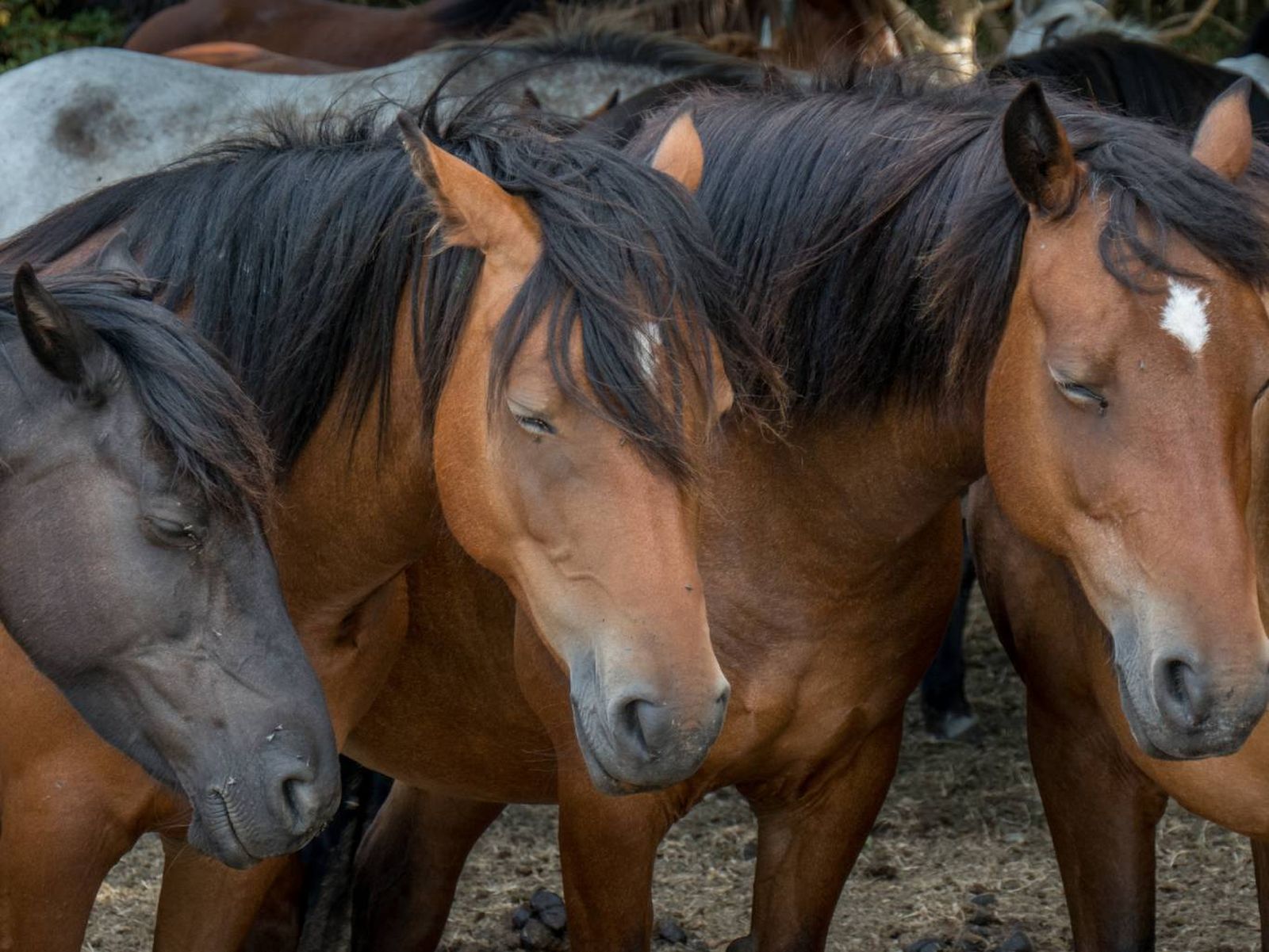 Los caballos tienen un sueño fragmentado (dividido en varios espacios cortos).