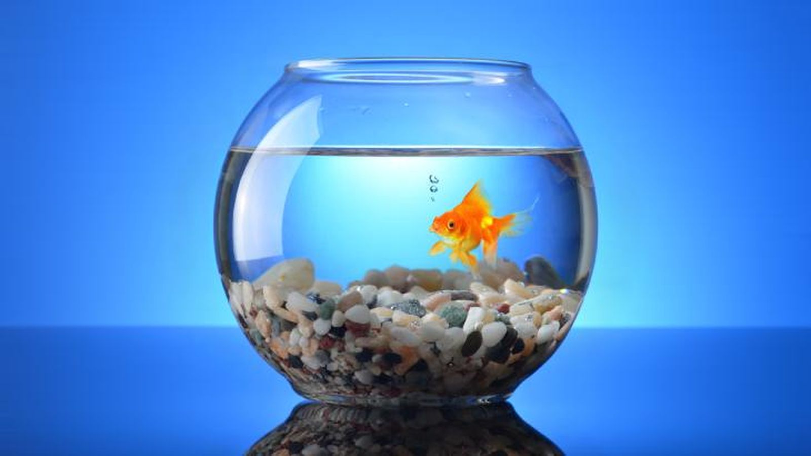 como duermen los peces 2
