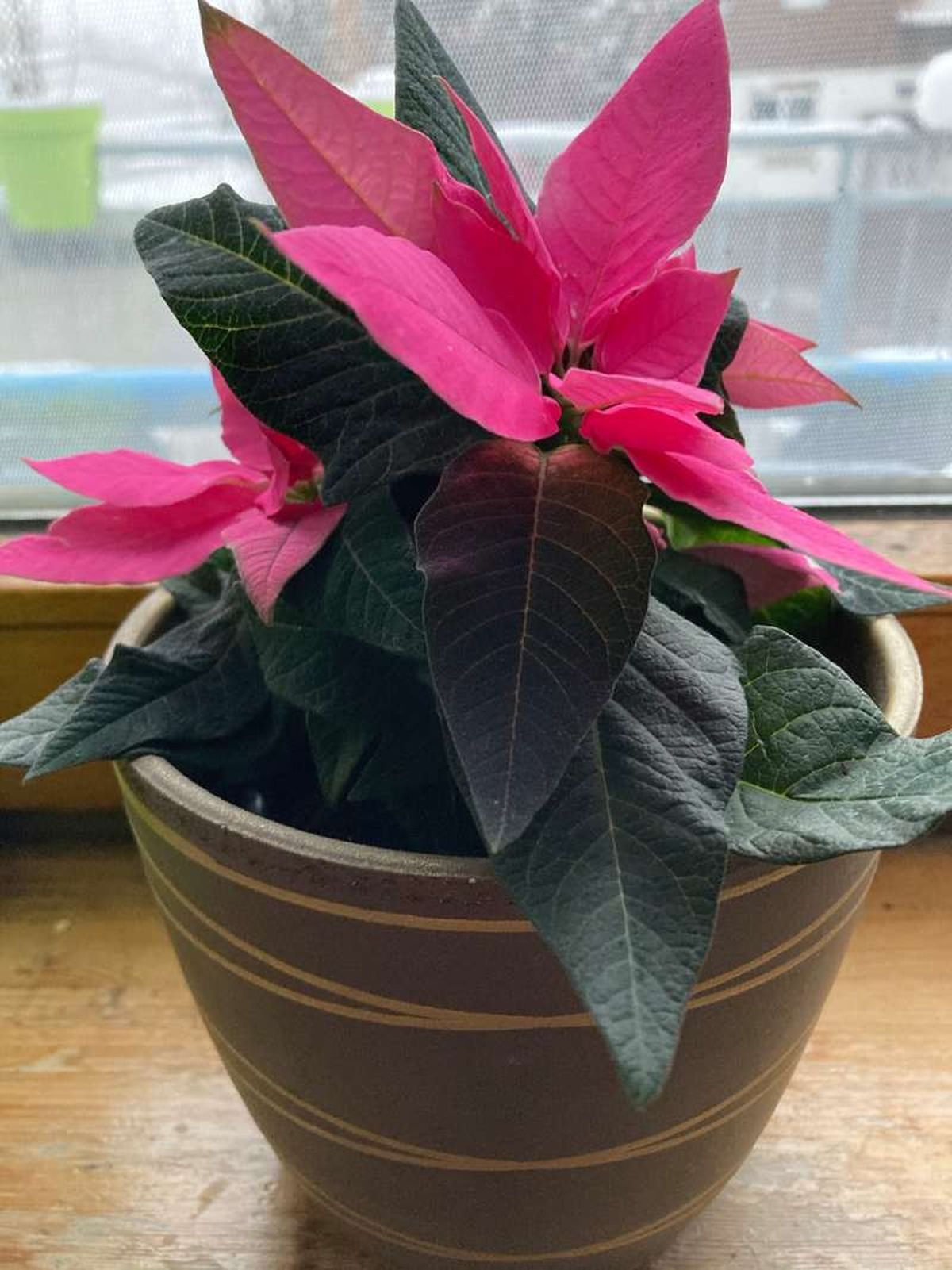 La poda de la Princettia suele ser más ligera