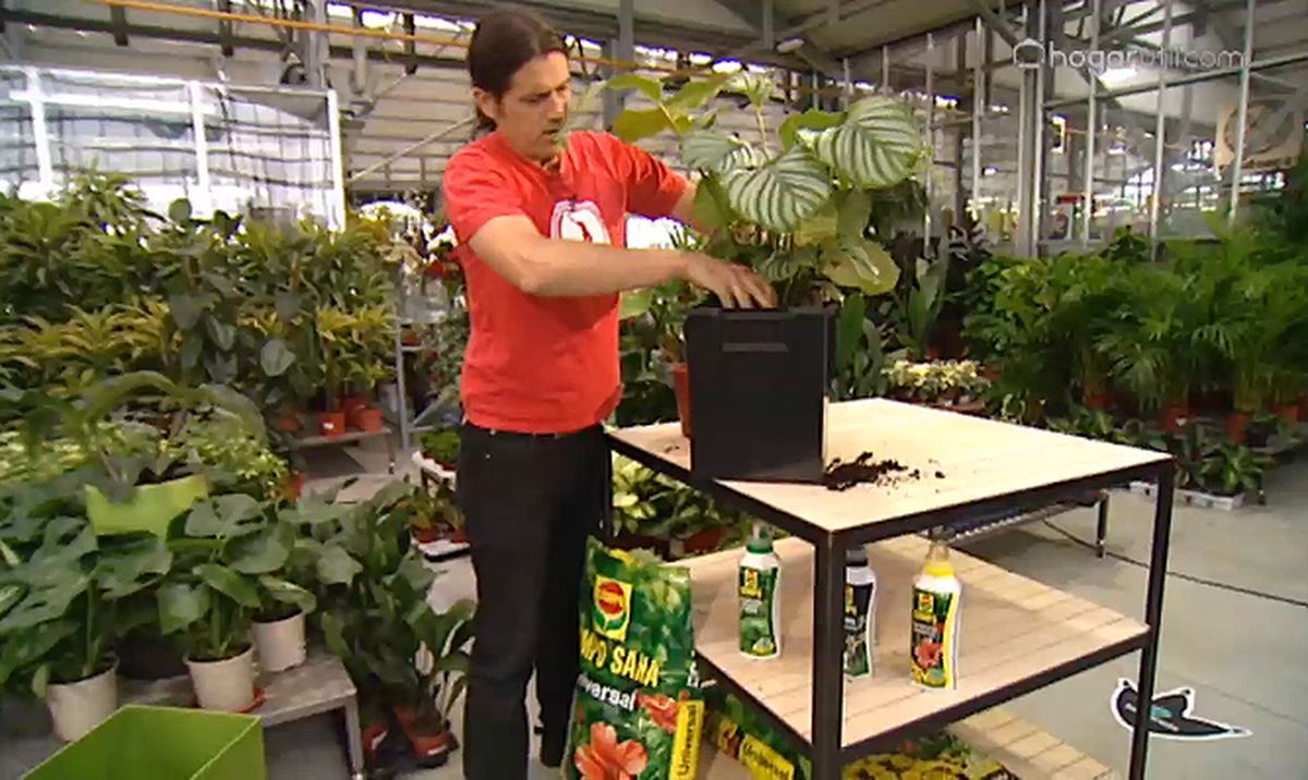 plantacion calatea hidrojardinera