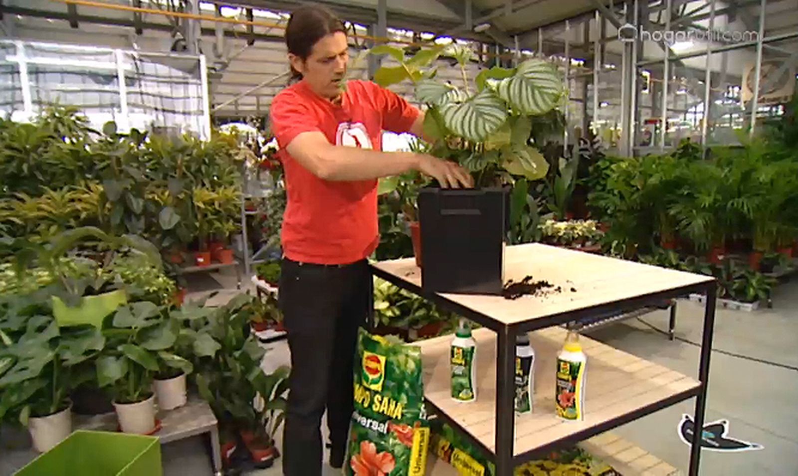 plantacion calatea hidrojardinera