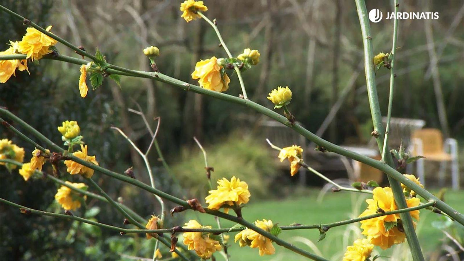 deco 770 jardin kerria japonica floracion finales invierno xl